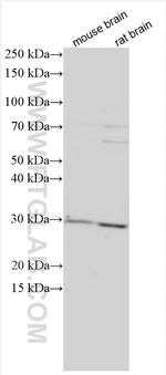 FAIM2 Antibody in Western Blot (WB)