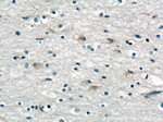 CNPY3 Antibody in Immunohistochemistry (Paraffin) (IHC (P))