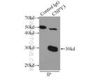 CNPY3 Antibody in Immunoprecipitation (IP)