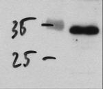 CNPY3 Antibody in Western Blot (WB)