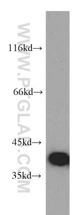 CNPY3 Antibody in Western Blot (WB)