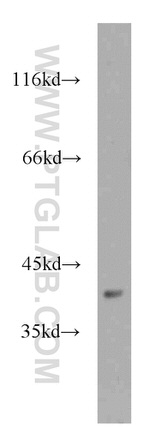 CNPY3 Antibody in Western Blot (WB)