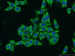 PTGES3 Antibody in Immunocytochemistry (ICC/IF)
