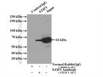 STIP1 Antibody in Immunoprecipitation (IP)
