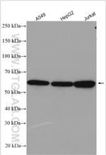 STIP1 Antibody in Western Blot (WB)