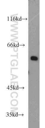 STIP1 Antibody in Western Blot (WB)