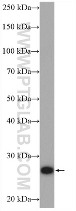 PSMA7 Antibody in Western Blot (WB)