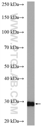 PSMA7 Antibody in Western Blot (WB)