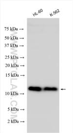 TCTA Antibody in Western Blot (WB)