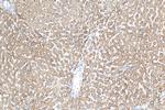 NDUFS5 Antibody in Immunohistochemistry (Paraffin) (IHC (P))