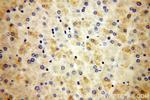 MRPS12 Antibody in Immunohistochemistry (Paraffin) (IHC (P))