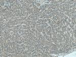 MRPS12 Antibody in Immunohistochemistry (Paraffin) (IHC (P))