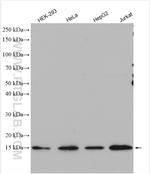 MRPS12 Antibody in Western Blot (WB)