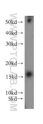 MRPS12 Antibody in Western Blot (WB)