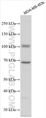 LOXL2 Antibody in Western Blot (WB)