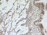 MAEA Antibody in Immunohistochemistry (Paraffin) (IHC (P))