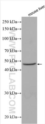 SMPD2 Antibody in Western Blot (WB)