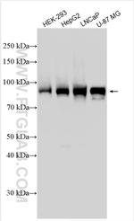 MAN1B1 Antibody in Western Blot (WB)