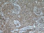 NCK1 Antibody in Immunohistochemistry (Paraffin) (IHC (P))