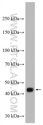 NCK1 Antibody in Western Blot (WB)