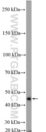 NCK1 Antibody in Western Blot (WB)