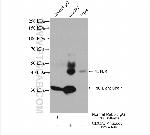 CDCA7 Antibody in Immunoprecipitation (IP)