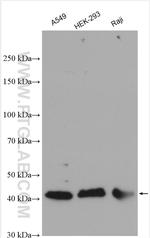 CDCA7 Antibody in Western Blot (WB)