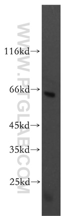 GPR162 Antibody in Western Blot (WB)
