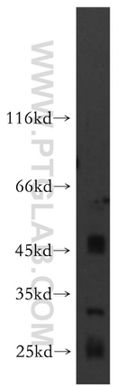 GPR162 Antibody in Western Blot (WB)