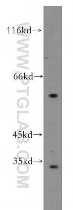GPR162 Antibody in Western Blot (WB)