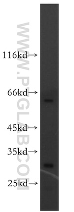 GPR162 Antibody in Western Blot (WB)