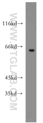 GPR162 Antibody in Western Blot (WB)