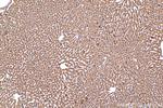 TRIM62 Antibody in Immunohistochemistry (Paraffin) (IHC (P))