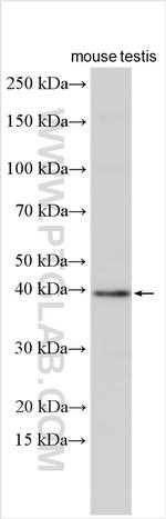 GSG1 Antibody in Western Blot (WB)