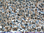PSMD13 Antibody in Immunohistochemistry (Paraffin) (IHC (P))