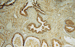 TMOD2 Antibody in Immunohistochemistry (Paraffin) (IHC (P))