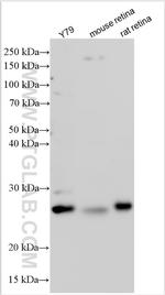 ARL4D Antibody in Western Blot (WB)