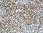 COLEC11 Antibody in Immunohistochemistry (Paraffin) (IHC (P))