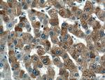 COLEC11 Antibody in Immunohistochemistry (Paraffin) (IHC (P))