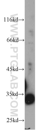 COLEC11 Antibody in Western Blot (WB)