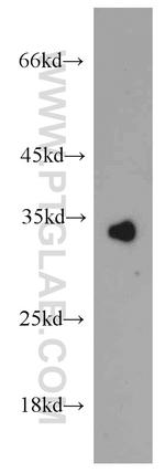 COLEC11 Antibody in Western Blot (WB)