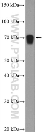 INTS10 Antibody in Western Blot (WB)