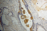 RIBC2 Antibody in Immunohistochemistry (Paraffin) (IHC (P))