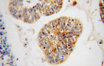 RIBC2 Antibody in Immunohistochemistry (Paraffin) (IHC (P))