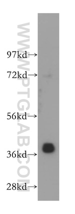 RIBC2 Antibody in Western Blot (WB)