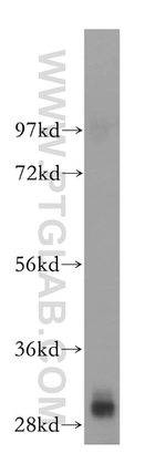 POP4 Antibody in Western Blot (WB)