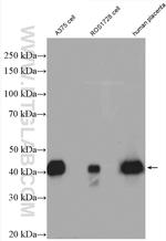 SPARC Antibody in Western Blot (WB)