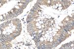 VAPA Antibody in Immunohistochemistry (Paraffin) (IHC (P))