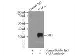 VAPA Antibody in Immunoprecipitation (IP)