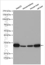 VAPA Antibody in Western Blot (WB)